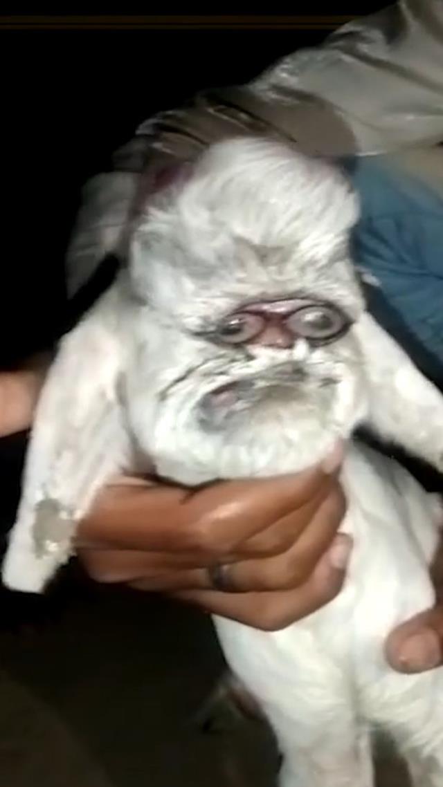 Ahırın kapısını açıp yeni dünyaya gelen keçiyi gören çiftçi küçük dilini yuttu Ahırın kapısını açıp yeni dünyaya gelen keçiyi gören çiftçi küçük dilini yuttu
