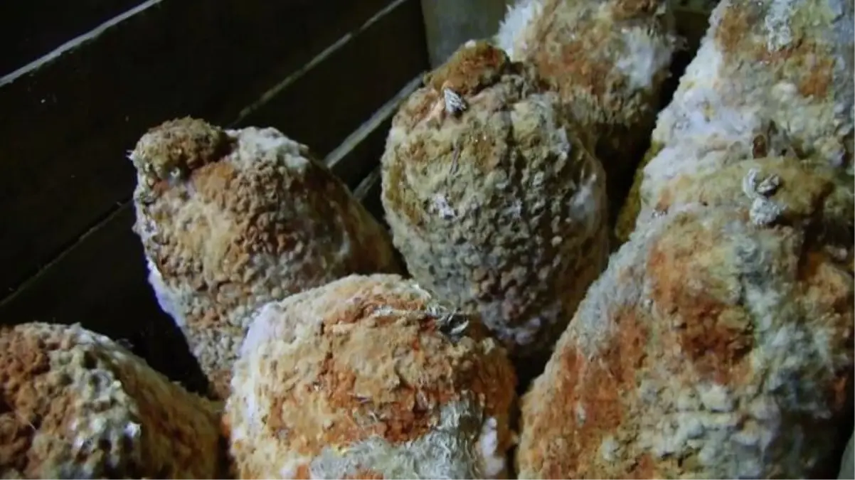 Aylarca mağadara bekleyip lezzetleniyorlar! İşte Niğde\'nin en özel peynirleri