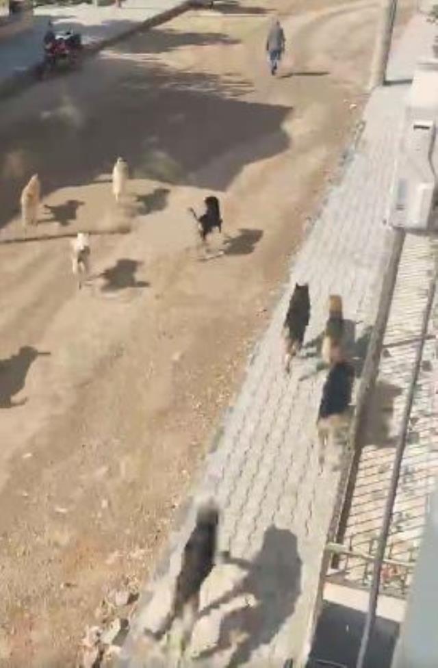 Bitlis'ten sonra bir ilimizde daha aynı manzara! İlçeyi başıboş köpekler işgal etti Bitlis'ten sonra bir ilimizde daha aynı manzara! İlçeyi başıboş köpekler işgal etti