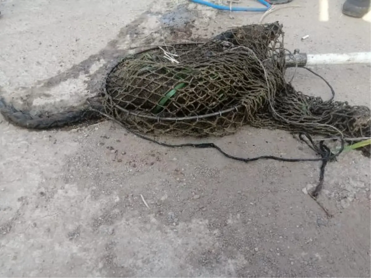 Havuza düşen tilki kurtarıldı