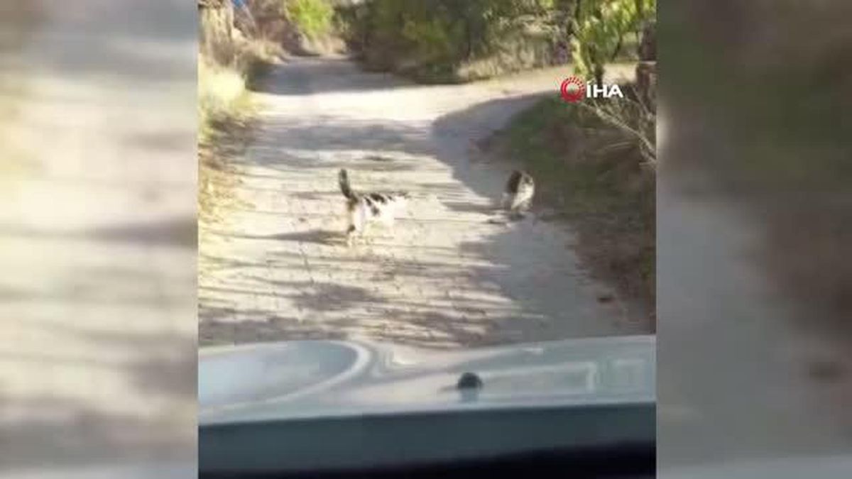 Kedilerin yılanla mücadelesi