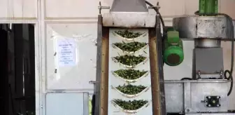 Kilis'te zeytinyağı fabrikaları tam kapasite çalışıyor