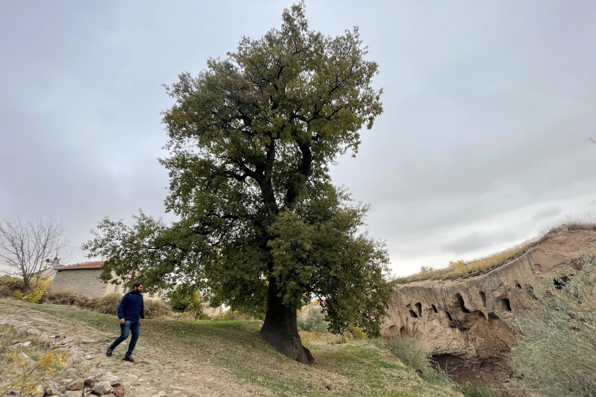 Nevşehir\'in anıt ağacı 530 yıllık sapsız meşe görkemiyle hala ayakta