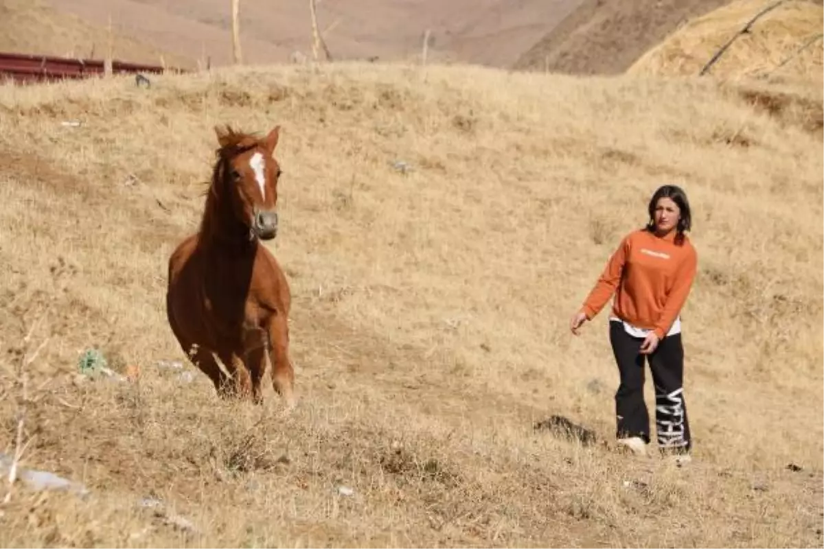 Yüksekova'da gözleri görmeyen tayı sahiplenip, İstanbul'a götürdü