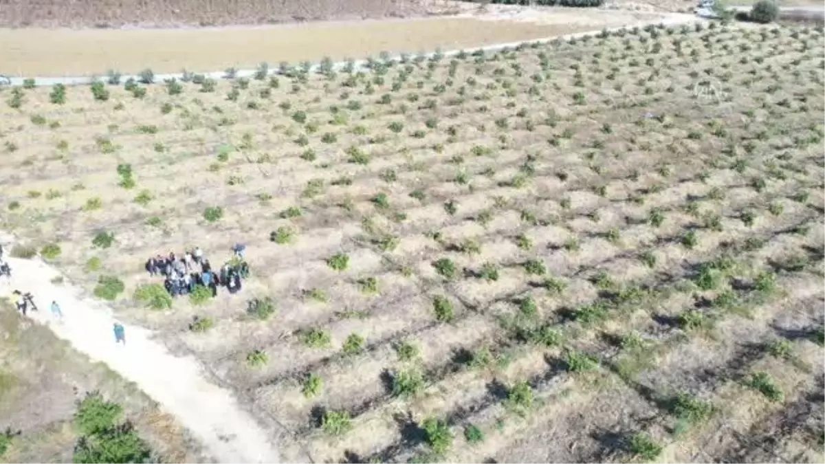 Bir arazideki 600 limon ağacına zarar verildi