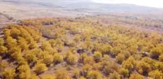 (DRON) Kayısı ağaçları sonbahar renklerine büründü