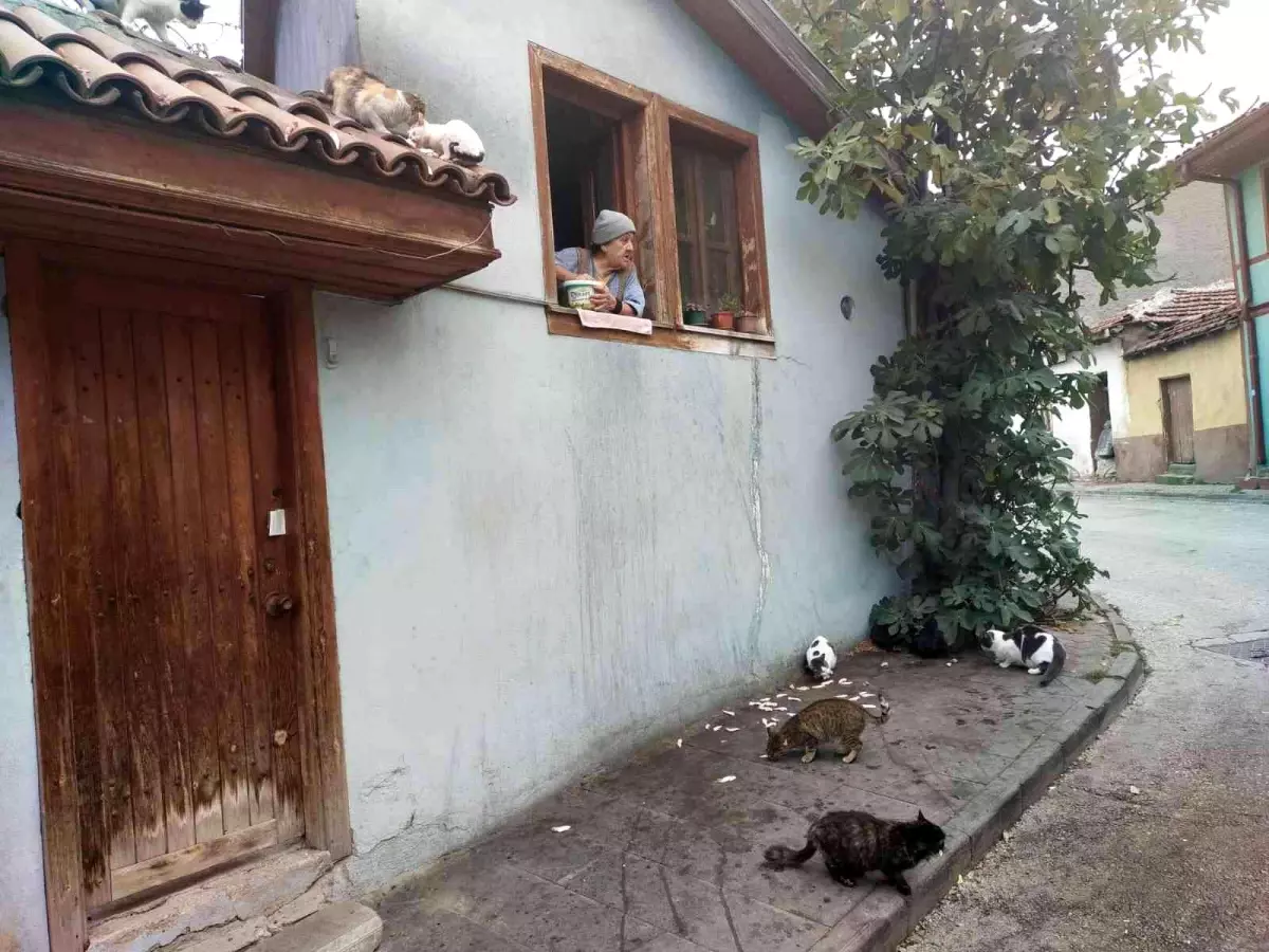 Evinin camından onlarca kediyi besliyor