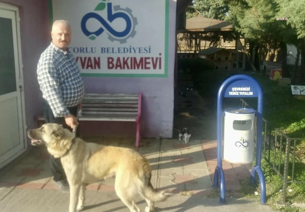 Sahipsiz Sokak Hayvanları, Çorlu Belediyesi Geçici Hayvan Bakımevi\'nde Emin Ellerde