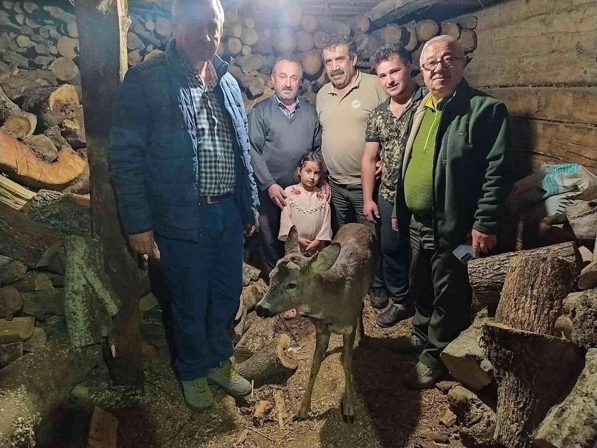 Yaralı halde bulunan karaca, tedavi altına alındı