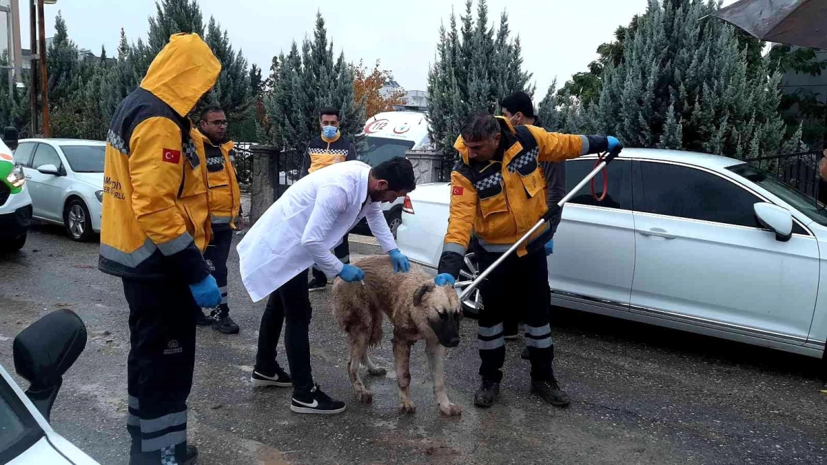 Kuduz vakası nedeniyle iki mahalle karantinaya alındı! Aşılama çalışmaları başladı