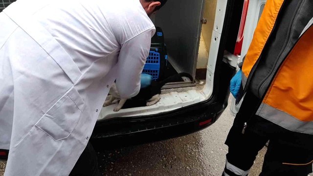 Kuduz vakası yüzünden alarma geçen Adıyaman'da aşılama çalışmaları başladı Kuduz vakası yüzünden alarma geçen Adıyaman'da aşılama çalışmaları başladı
