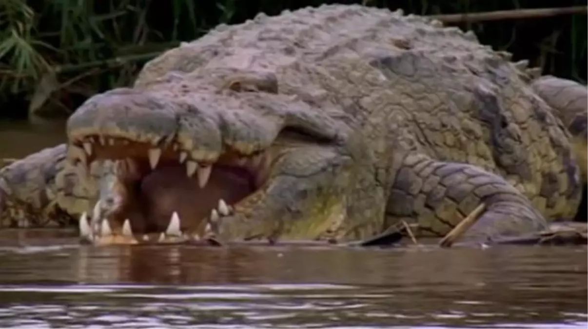 Afrika\'da tam 300 kişiyi yiyerek öldüren timsah, köylülere yaşamı zindan etti