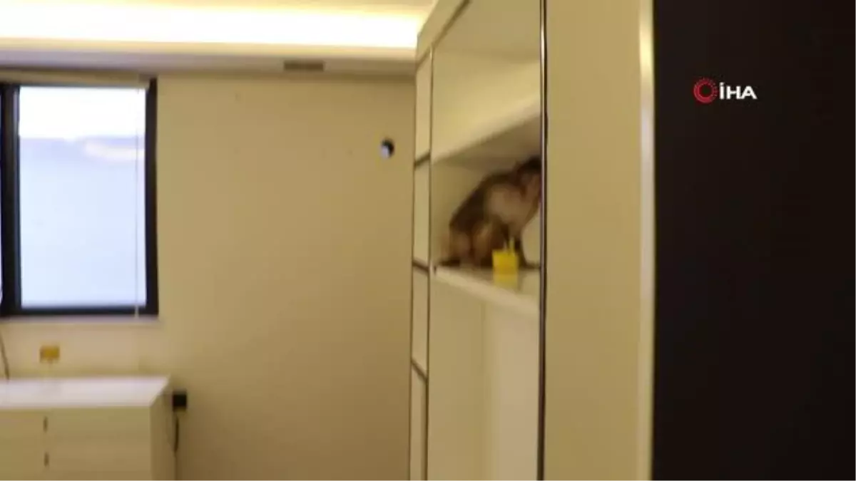 Bursa'da bir eve giren makak maymunu koruma altına alındı