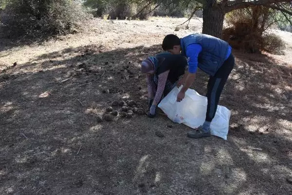 ÇAM FISTIĞI HASADI BAŞLADI, KİLOGRAM FİYATI ALTINLA YARIŞIYOR