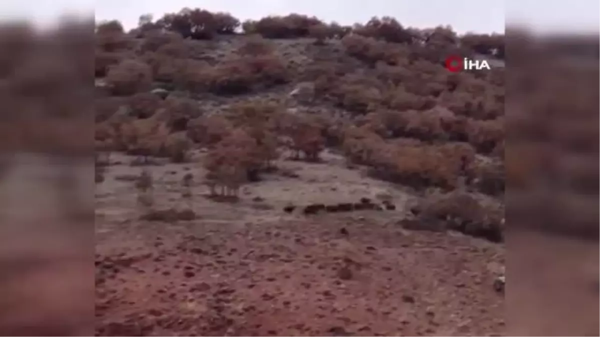 Çoban köpeği köye inen domuz sürüsünü böyle kovaladı