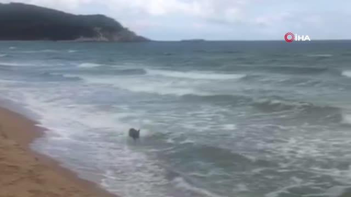 Deniz kıyısında koşan karaca yavrusu böyle görüntülendi