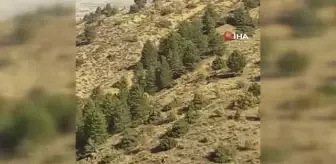 Elazığ'da onlarca yaban domuzu böyle görüntülendi