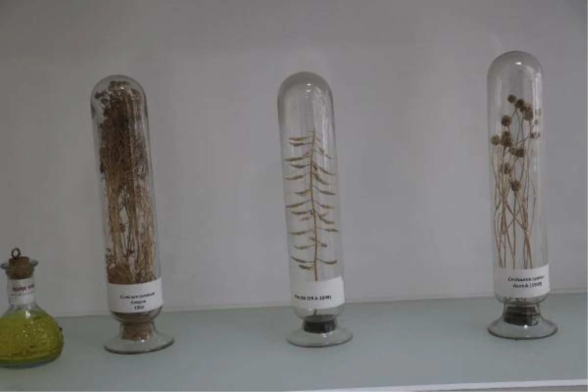 Endemik bitki türleri için doku ve DNA bankası