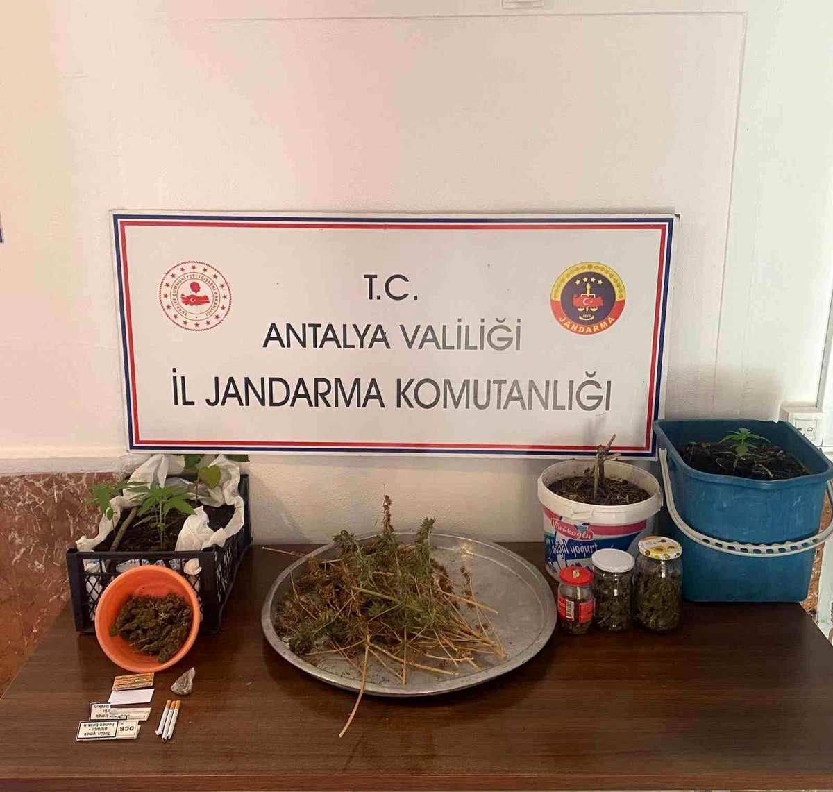 Jandarmadan yasadışı kenevir ekimine operasyon