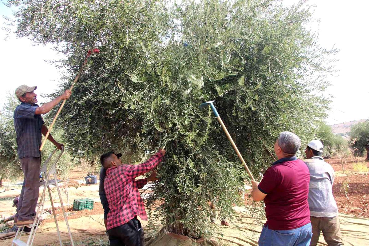 Kilis\'te zeytin hasadına yağmur engeli