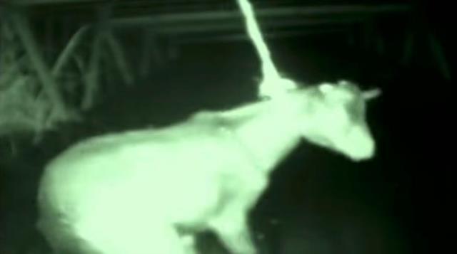 Köydeki kimse ormana giremiyor! Tam 300 kişiyi yiyerek öldürdü, herkes diken üstünde