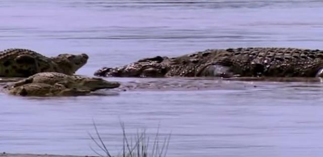 Köydeki kimse ormana giremiyor! Tam 300 kişiyi yiyerek öldürdü, herkes diken üstünde