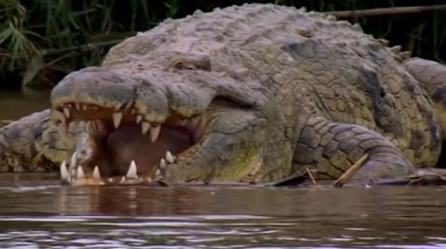 Köydeki kimse ormana giremiyor! Tam 300 kişiyi yiyerek öldürdü, herkes diken üstünde