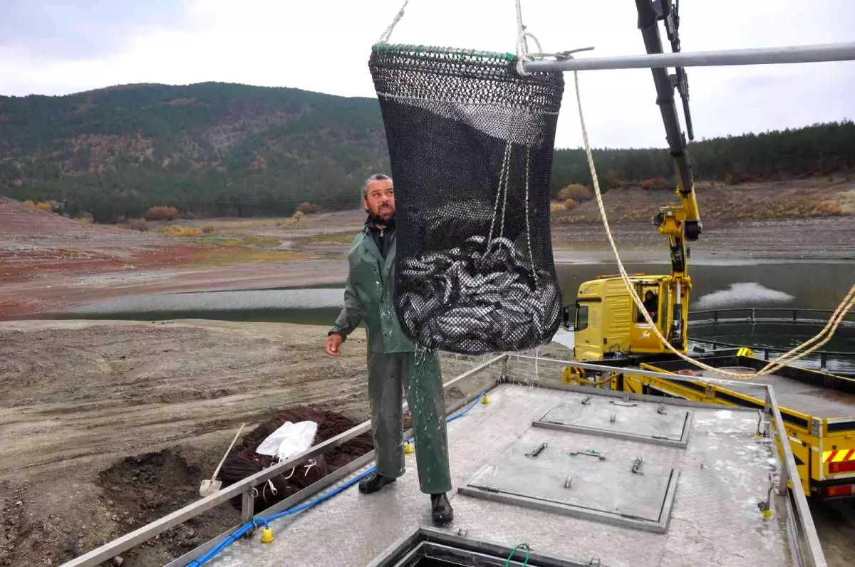Tokat'tan Rusya'ya somon ihracatı