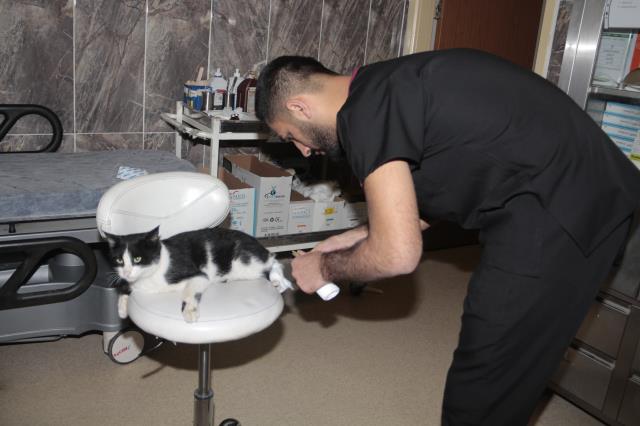 Ayağı kırılan kedi acil servisin yolunu tuttu Ayağı kırılan kedi acil servisin yolunu tuttu