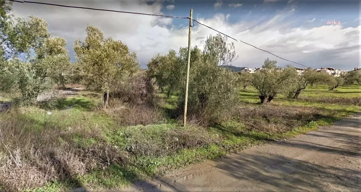 Çevre ve Şehircilik Bakanlığı\'nın Villa İzni Verdiği Zeytinlik Alanı AKP\'li Balıkesir Büyükşehir Belediyesi Satışa Çıkardı