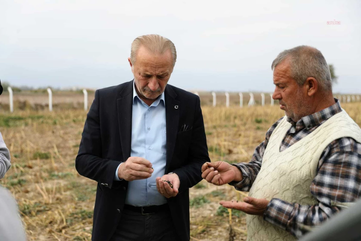 Didim Belediyesi, Kendi Arazine Ektiği Ayçiçeğinin Hasadına Başladı