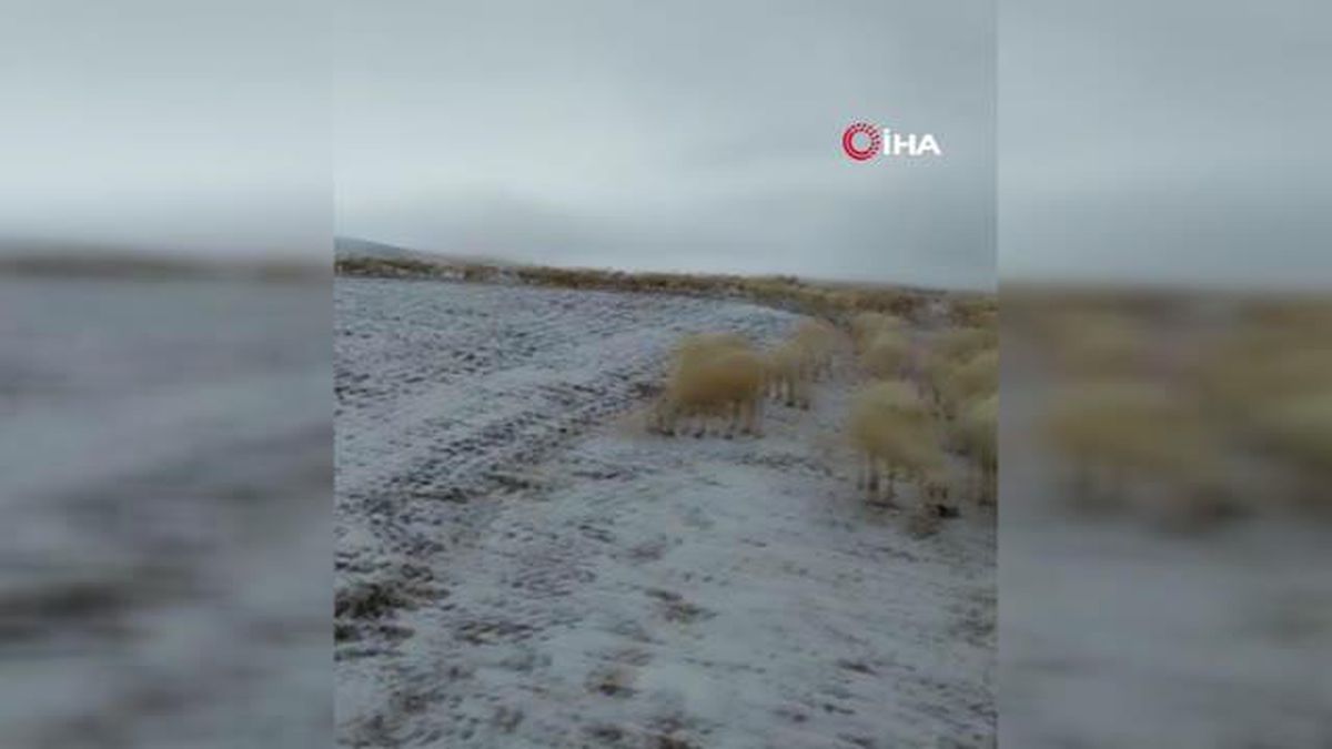 Kara rağmen hayvanlarını otlatmaktan vazgeçmedi