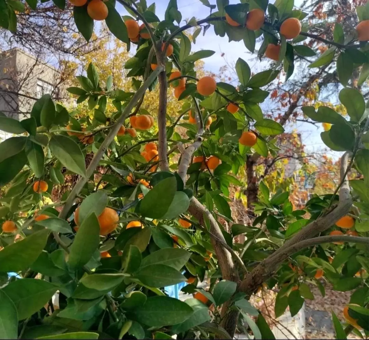 Nallıhan\'da yetiştirilen mandalina görenleri şaşırtıyor