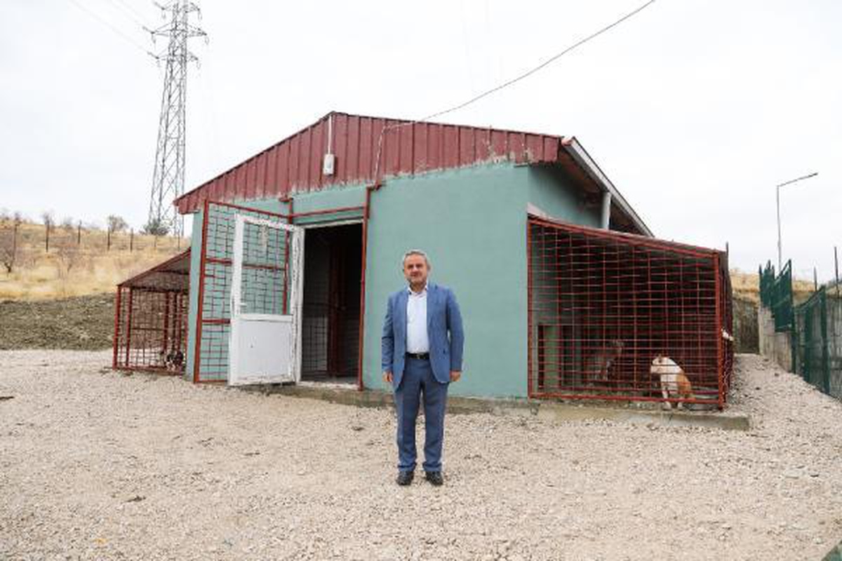 Van\'da yasaklı ırk köpekler için yeni yaşam alanı oluşturuldu