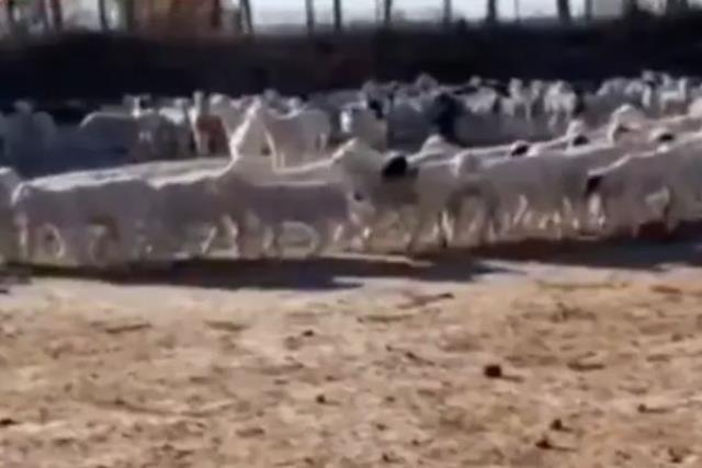 288 saattir durmadan dönen koyunların sağlık kontrolü sonuçları çıktı! Gizem çok büyük 288 saattir durmadan dönen koyunların sağlık kontrolü sonuçları çıktı! Gizem çok büyük