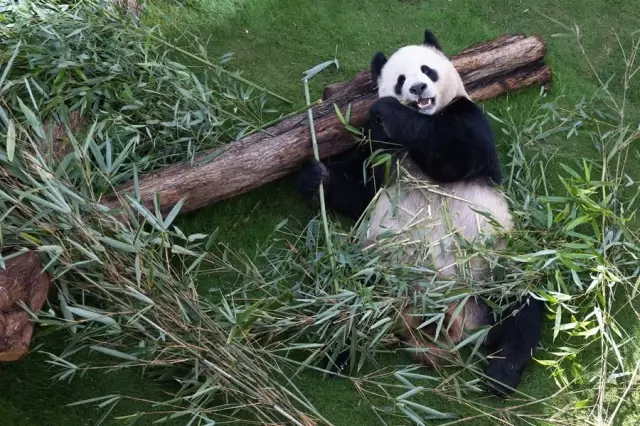 Çinli Dev Pandalar, Dünya Kupası Öncesi Doha'nın İlk Panda Evi'nde Halkla Buluştu