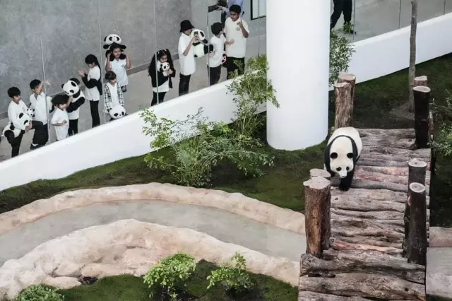 Çinli Dev Pandalar, Dünya Kupası Öncesi Doha'nın İlk Panda Evi'nde Halkla Buluştu