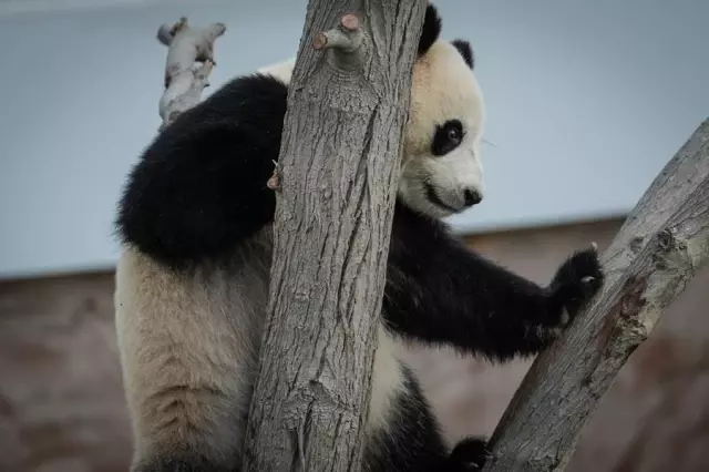 Çinli Dev Pandalar, Dünya Kupası Öncesi Doha'nın İlk Panda Evi'nde Halkla Buluştu