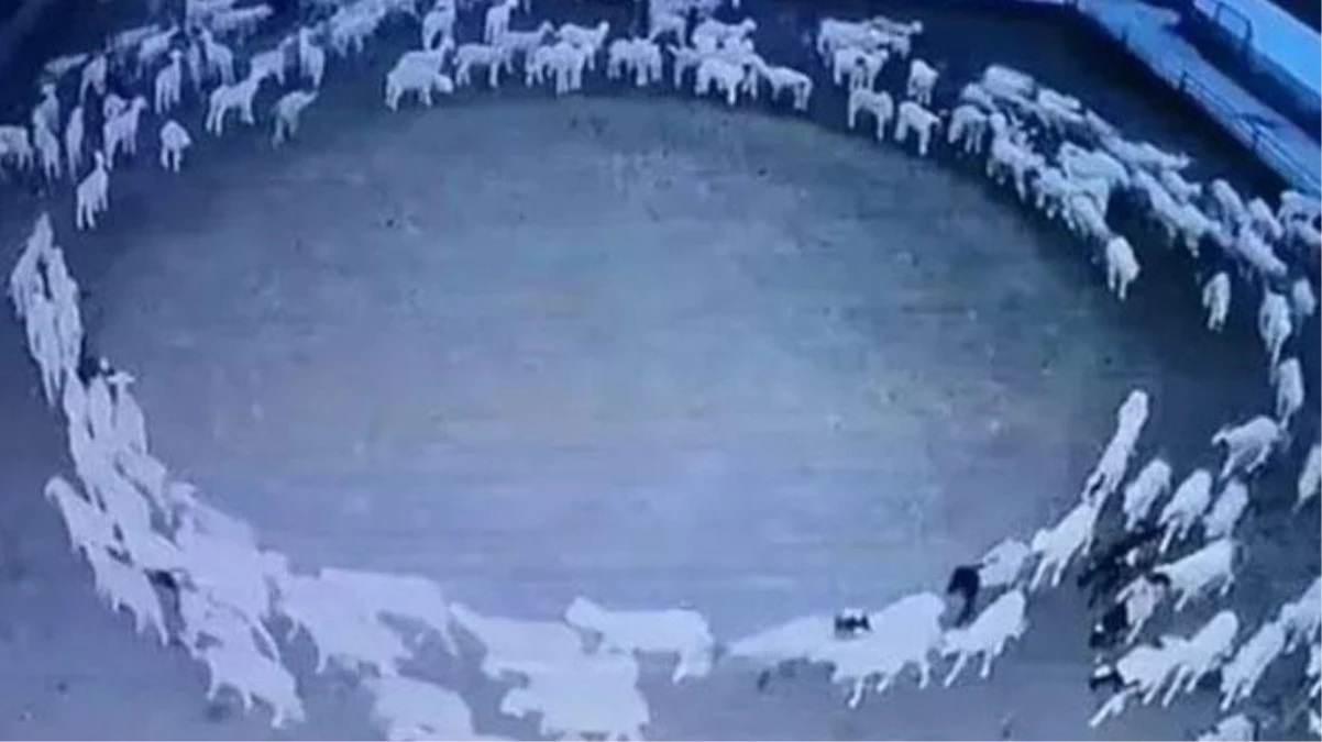 Koyunlarını güvenlik kamerasından izleyen Çinli çiftçi, aklını kaybediyordu: Bunlar ne yapıyor böyle