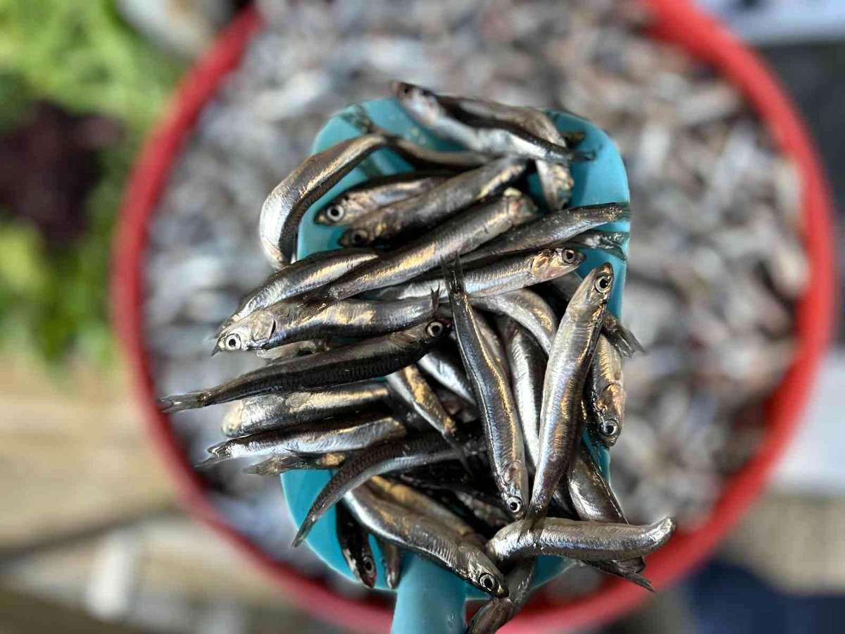 Palamuttan sonra gelen hamsi yüz güldürüyor