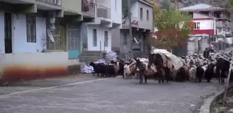 Yaklaşık 2 bin koyun sıcak bölgelere ulaşmak için seferde