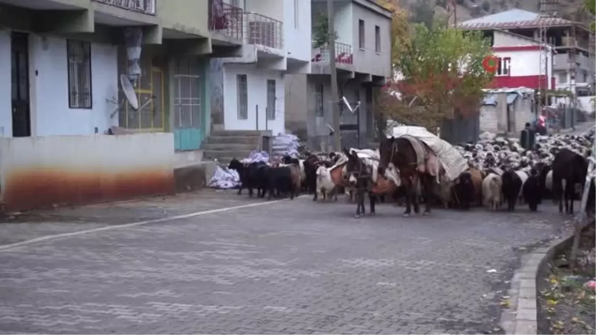 Yaklaşık 2 bin koyun sıcak bölgelere ulaşmak için seferde