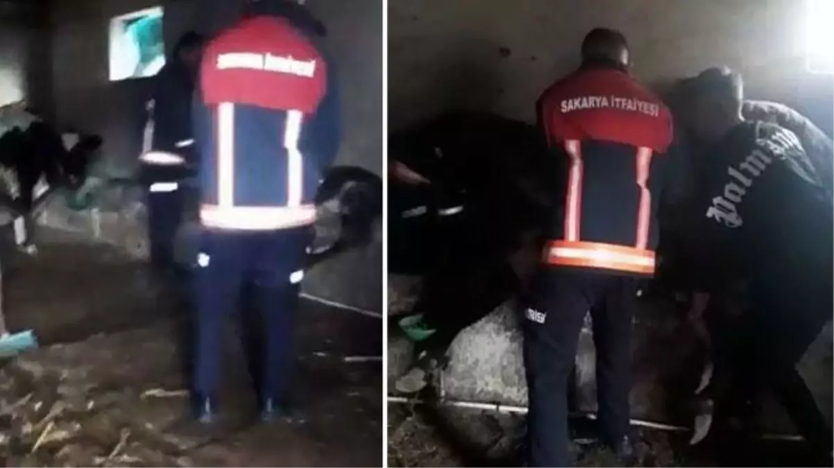 Sakarya'da ahırdaki yemliğe sıkışan inek, itfaiye ekiplerinin müdahalesiyle kurtarıldı