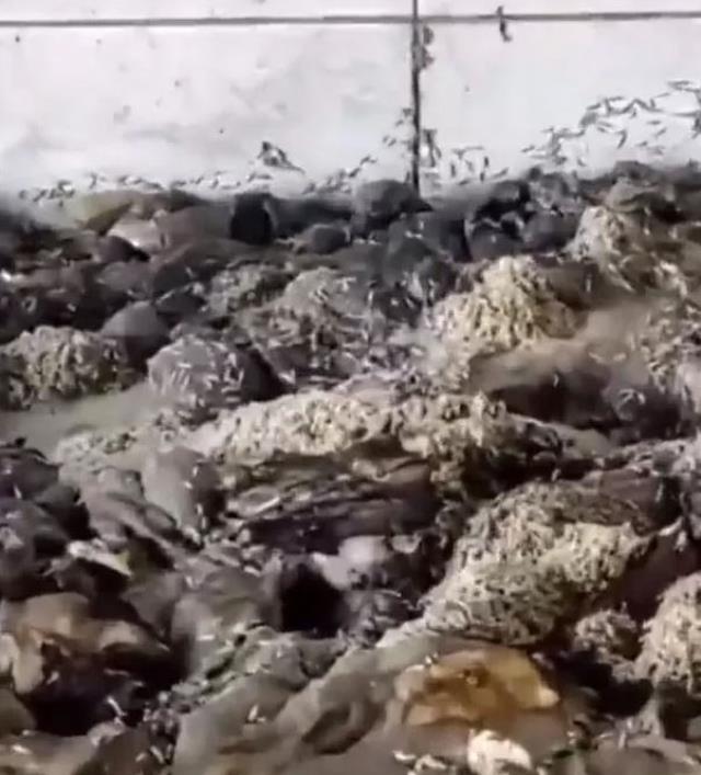 Bunları insanlara yedireceklermiş! Mide bulandıran işkembeciye ekiplerden baskın Bunları insanlara yedireceklermiş! Mide bulandıran işkembeciye ekiplerden baskın
