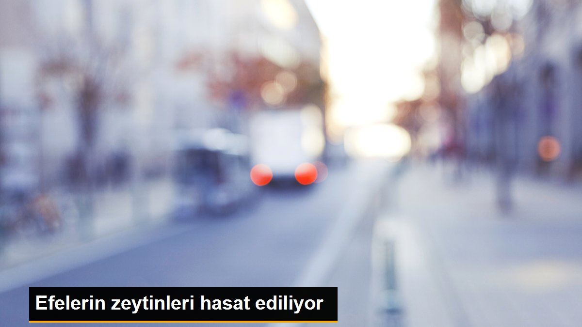 Efelerin zeytinleri hasat ediliyor