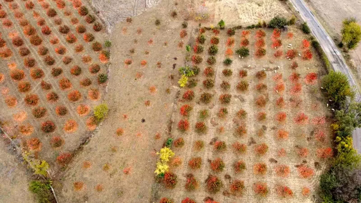 Kozan hurması lezzetini tescillemek istiyor