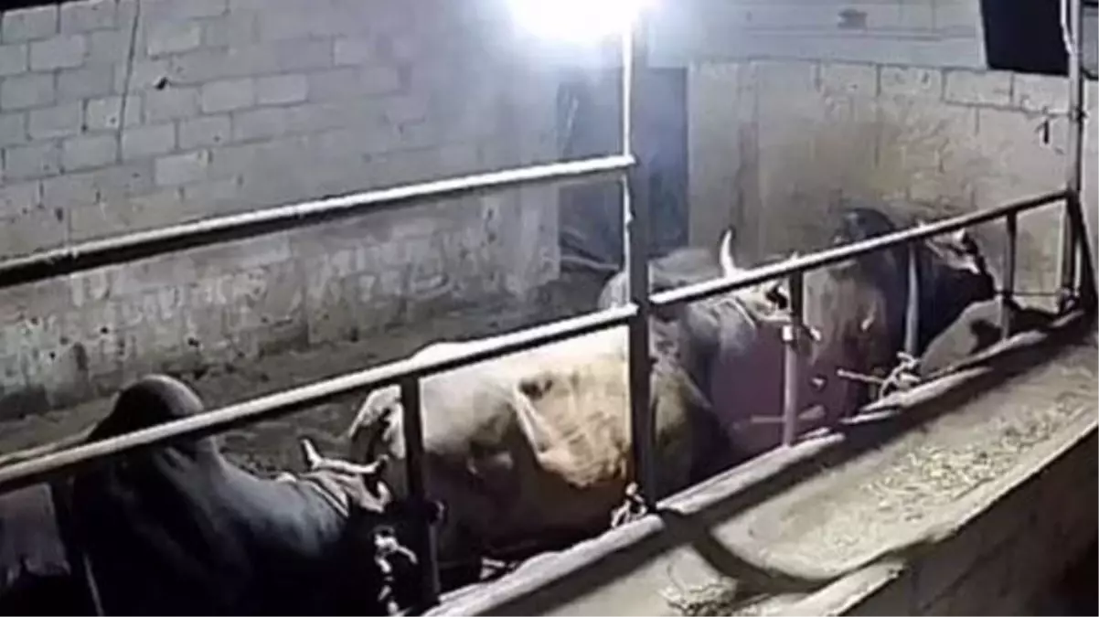 Tüm hayvanlarının ölüsünü bulan çiftçi, gece güvenlik kamerasını izlediğinde hıçkırarak ağladı