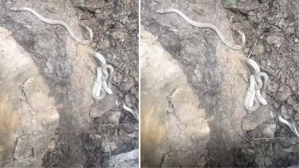 Türk defineci, kazdığı topraktan çıkardığı altının yanındakileri görünce korkudan titredi