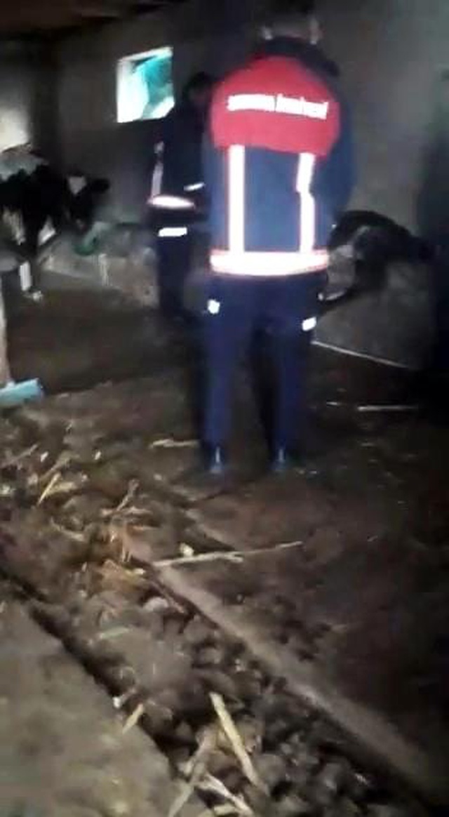 Ahırdan gelen acı seslere koşan çiftçi, gördüğü manzara sonrası hemen yetkilileri aradı Ahırdan gelen acı seslere koşan çiftçi, gördüğü manzara sonrası hemen yetkilileri aradı