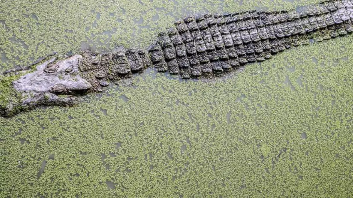 ABD\'de gelen ihbara giden ekipler, dünyanın en büyük timsahı ile burun buruna geldi